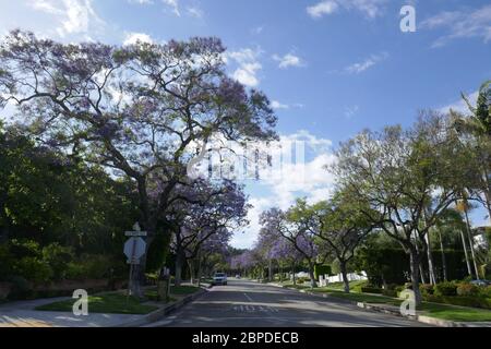 Beverly Hills, California, USA 18 maggio 2020 UNA visione generale dell'atmosfera degli alberi il 18 maggio 2020 a Beverly Hills, California, USA. Foto di Barry King/Alamy Stock foto Foto Stock