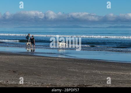 I proprietari che esercitano due cani sulla spiaggia di Paekakariki, Nuova Zelanda Foto Stock