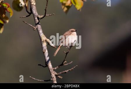 Bushchat uccello perching su albero di Cherry Blossom Foto Stock
