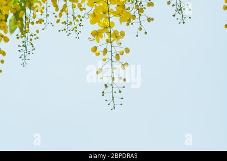 doccia d'oro cassia fistula mazzo di fiori Foto Stock