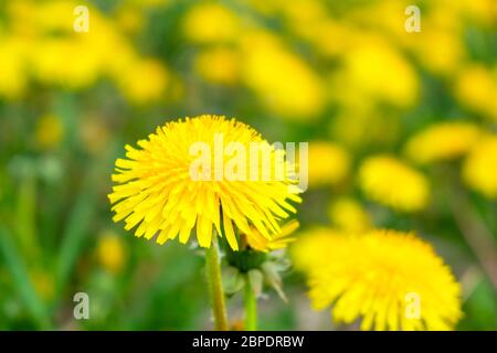Fiore di dente di leone in fiore su un prato Foto Stock