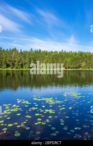 Bel giglio d'acqua parte in un lago in una foresta in una giornata estiva soleggiata Foto Stock