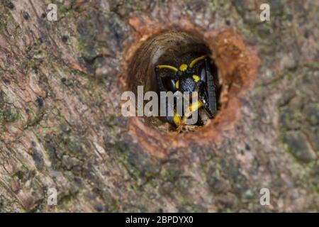 Mauer-Lehmwespe, Mauerlehmwespe, Lehmwespe, Schwarzfühler-Hakenwespe, Weibchen im Nestloch, Niströhre, Ancistrocerus nigricornis, Solitäre Faltenwespe Foto Stock