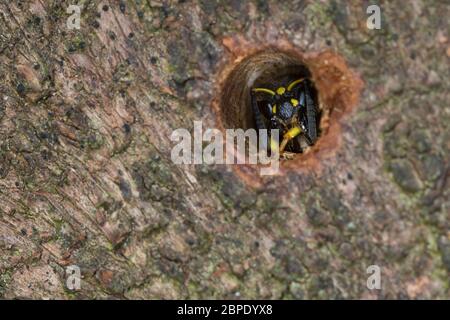 Mauer-Lehmwespe, Mauerlehmwespe, Lehmwespe, Schwarzfühler-Hakenwespe, Weibchen im Nestloch, Niströhre, Ancistrocerus nigricornis, Solitäre Faltenwespe Foto Stock