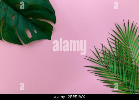 Palme tropicali foglie monstera su sfondo rosa. Foto Stock