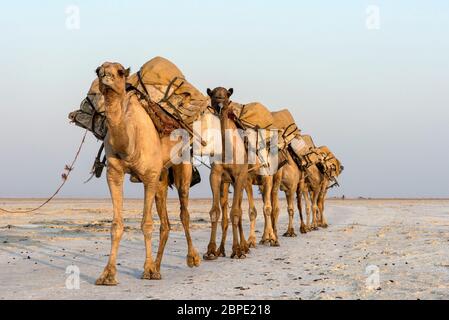 Carovana dromedaria che porta lastre di sale (halite) sul lago d'Assale, Hamedale, depressione Danakil, regione Afar, Etiopia Foto Stock