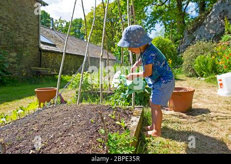 Bambino piccolo ragazzo 3 che indossa un cappello con annaffiatura può versare acqua sulle piante in un giardino asciutto maggio in Galles primavera Gran Bretagna KATHY DEWITT Foto Stock