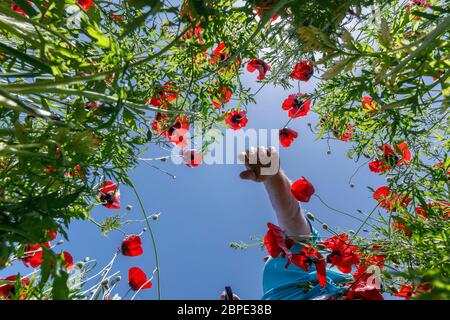Un uomo che cammina lungo un campo di papavero e una macchina fotografica lo prende fuori terra Foto Stock