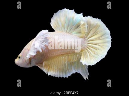 Betta Super Gold Dumbo Ear HMPK Halfmoon Plakat maschio o Plakat Fighting Fish Splendens su sfondo nero. Foto Stock