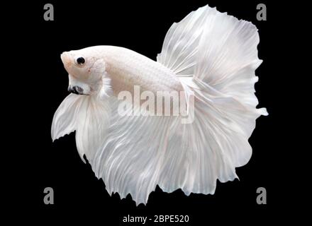 Betta White Platinum HM Halfmoon maschio o Plakat Fighting Fish Splendens su sfondo nero. Foto Stock