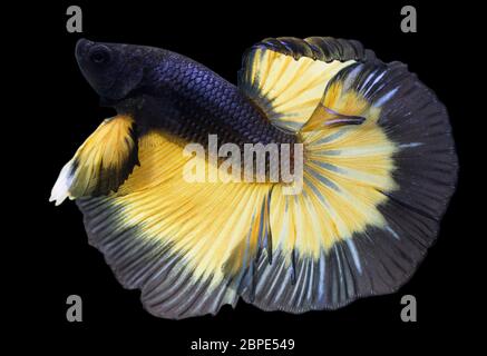 Betta Mustard gas Halfmoon HM maschio o Plakat Fighting Fish Splendens su sfondo nero. Foto Stock