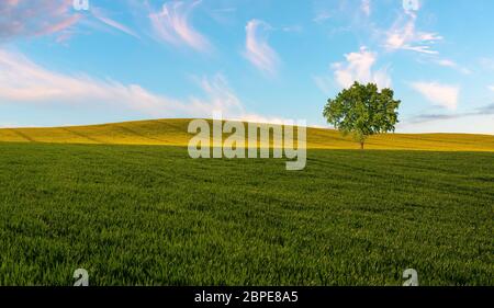 solitario, albero verde su un campo di primavera Foto Stock