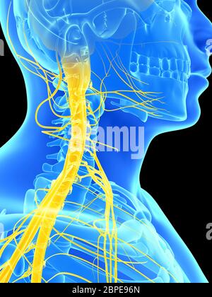 3d reso illustrazione - il midollo spinale e nervi superiore Foto Stock