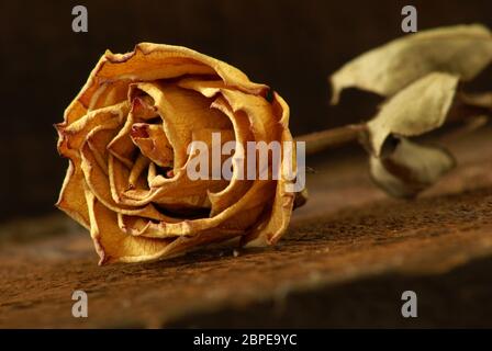 Un colpo di closeup di una rosa secca che si stesa su un po' di legno testurizzato. Foto Stock