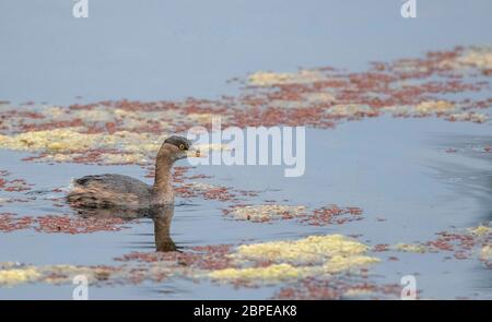 Piccolo grebe, Tachybaptus ruficollis, Maguri Beel, a sud-est del Parco Nazionale di Dibru Saikhowa, distretto di Tinsukia, Upper Assam, India Foto Stock