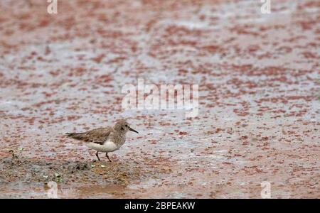 La stint di Temminck, Calidris temminckii, il Parco Nazionale di Dibru Saikhowa, il distretto di Tinsukia, l'Alto Assam, India Foto Stock