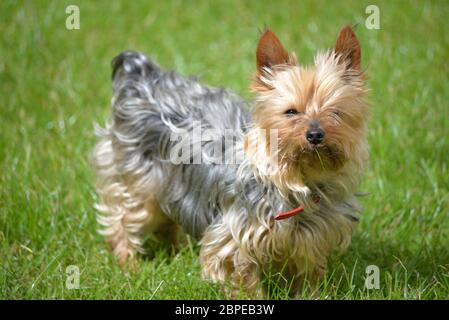 Giovani mini cane yorkie sull'erba verde Foto Stock