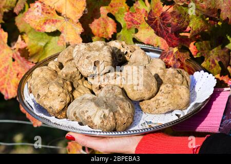 Tartufo bianco del Piemonte sul vassoio detenute dalle mani di una donna in background delle foglie di un vigneto in autunno Foto Stock