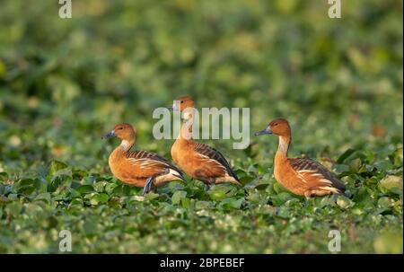 Anatra fischiante fulvosa, Dendrocygna bicolore, Maguri Beel, a sud-est di Maguri Beel, distretto di Tinsukia, Assam superiore, India Foto Stock