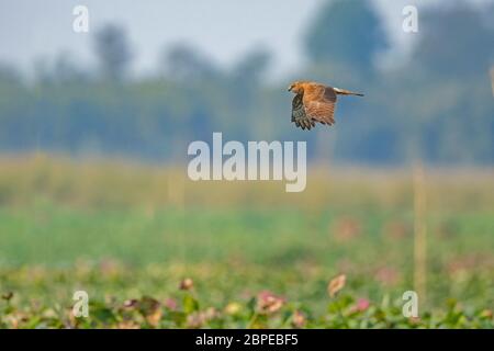 Hen harrier, Circus cyaneus, Maguri Beel, distretto di Tinsukia, Assam superiore, India Foto Stock