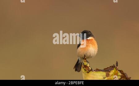 siberian stonechat , Saxicola maurus, Male, Maguri Beel, distretto di Tinsukia, Assam superiore, India Foto Stock