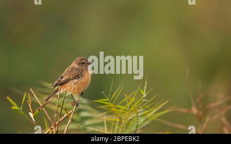 siberian stonechat, Saxicola maurus, Femminile, Maguri Beel, distretto di Tinsukia, Assam superiore, India Foto Stock