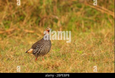 Palude francolin, Francolinus gularis, Maguri Beel, distretto di Tinsukia, Assam superiore, India. Stato di conservazione: Vulnerabile Foto Stock