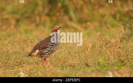 Palude francolin, Francolinus gularis, Maguri Beel, distretto di Tinsukia, Assam superiore, India. Stato di conservazione: Vulnerabile Foto Stock