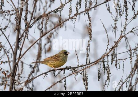 Conigliatura nera, Emberiza spodocephala, Male Maguri Beel, distretto di Tinsukia, Assam superiore, India Foto Stock