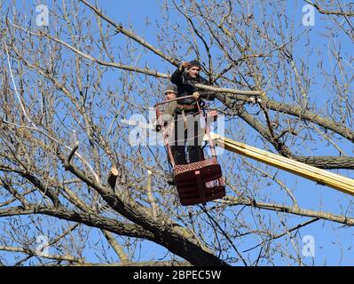 La potatura di alberi utilizzando un sollevatore-braccio. Sega a nastro il taglio di inutili diramazioni dell'albero. Mettendo in ordine di parchi e giardini. Foto Stock