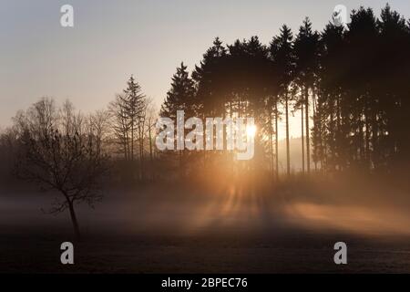 Sonnenaufgang im Nebel auf dem Feld,Wiesen und Wälder im Frühling,Nebelschwaden und durchbrechende Sonne Foto Stock