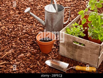 La piantagione di pentole, cazzuola, acciaio annaffiatoio e scatola di legno piena di piantine su rosso corteccia di pino di telone all'aperto Foto Stock