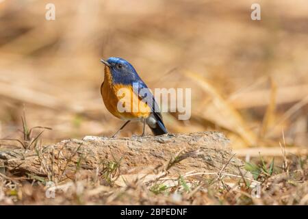 Rufous-breasted bush robin, maschio, Tarsiger iperythrus, Walong, Arunachal Pradesh, India Foto Stock