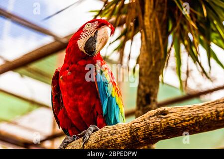 Red Macaw o ara cacatua pappagallo ubicazione sul pesce persico del legno in zoo Foto Stock