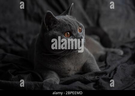 Bel gatto grigio su sfondo scuro Foto Stock