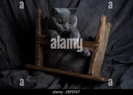 Bel gatto grigio su sfondo scuro Foto Stock