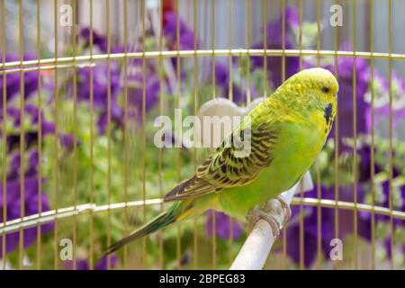 Verde pappagallo ondulato si siede in una gabbia Foto Stock