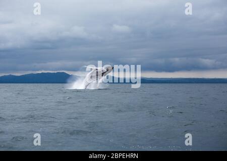 Salto di megattere a Samana, repubblica Dominicana Foto Stock