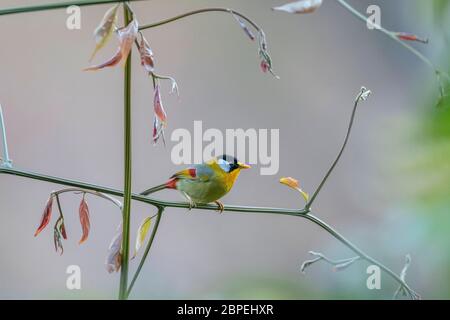 mesia arata d'argento, Leiothrix argentauris, Walong, Arunachal Pradesh, India Foto Stock