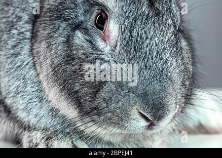 Unione di coniglio o di lepre comune, 2 mesi di età, oryctolagus cuniculus contro uno sfondo grigio Foto Stock
