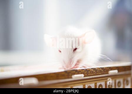 ratto bianco con occhi rossi. primo piano foto morbida Foto Stock