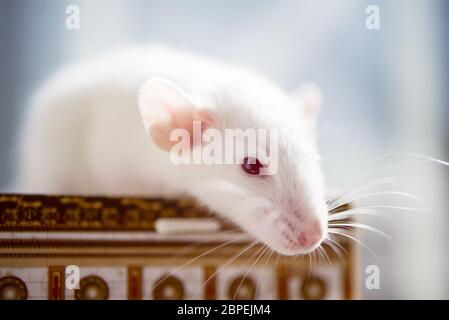 ratto bianco con occhi rossi. primo piano foto morbida Foto Stock