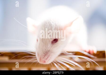 ratto bianco con occhi rossi. primo piano foto morbida Foto Stock