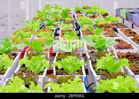 Fuoco selettivo vegetali organici sono cresciuti in pentole su serra giardino Foto Stock