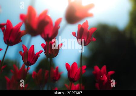 Un sacco di colore rosso brillante tulipani cresce in estate campo verde. Fiori ondeggianti dal vento. Bellissimi colori sulla sera in primavera. Foto Stock