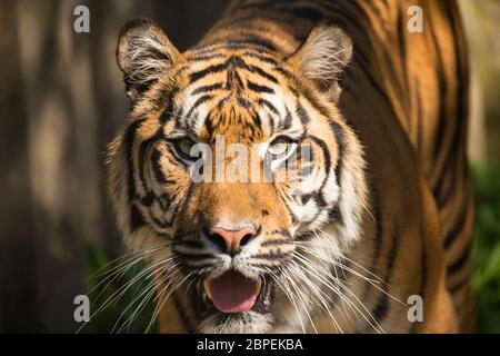 La tigre di Sumatra (Panthera tigris sumatrae) è una rara sottospecie di tigre che abita l isola indonesiana di Sumatra Foto Stock