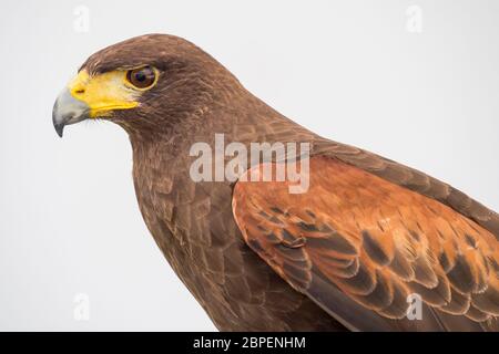 Eagle è un nome comune per molti grandi uccelli di preda della famiglia Accipitridae. Foto Stock