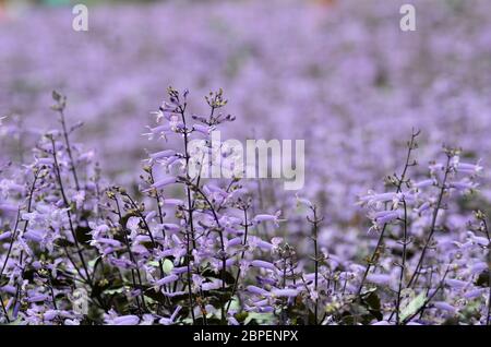 Plectranthus Mona Lavanda fiori nel giardino Foto Stock