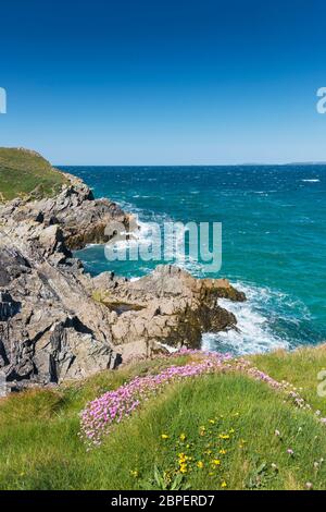 Un grumo di Armeria maritima di prospero del mare sulla testa di Towan a Newquay in Cornovaglia. Foto Stock