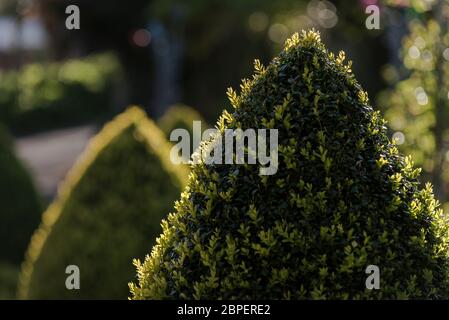 Box Buxus sempervirens ritagliato e modellato in coni ornamentali in Trenance Gardens a Newquay in Cornovaglia. Foto Stock